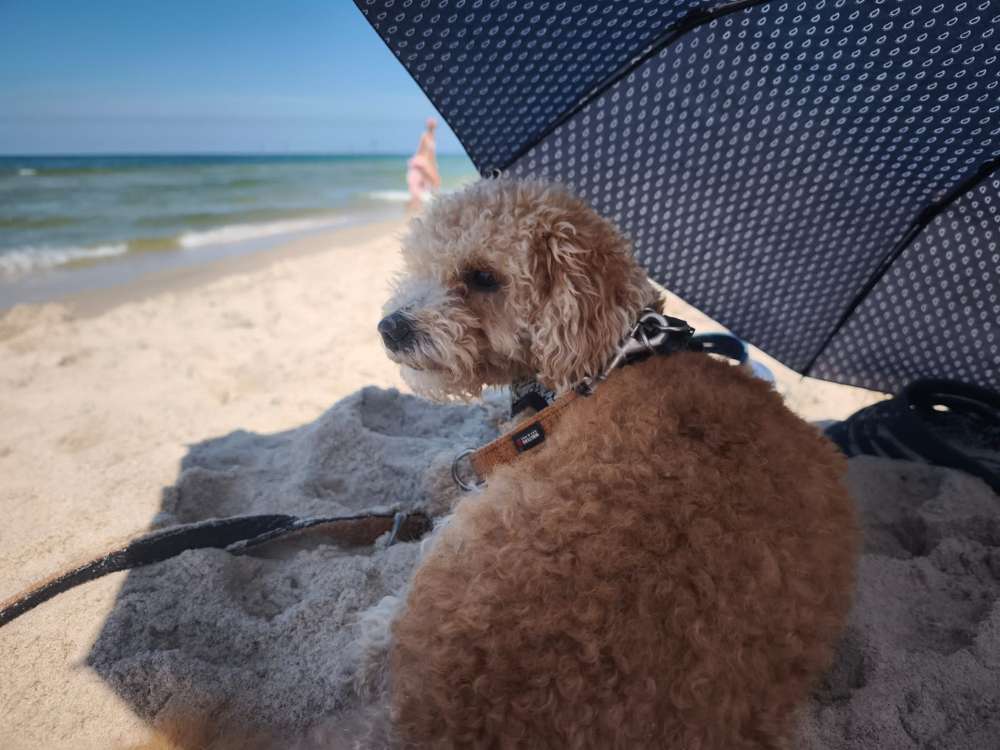 Suchmeldung-Teddy-Profilbild