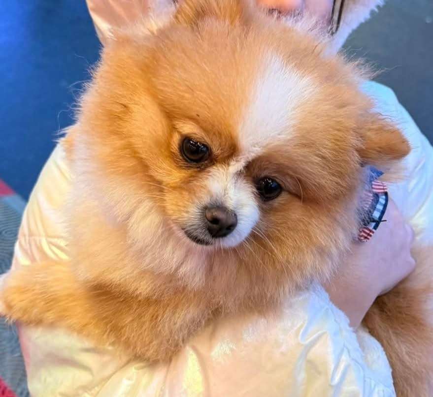 Suchmeldung-Bubitza-Profilbild