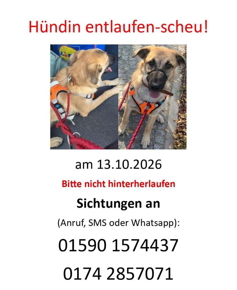 Suchmeldung-Hündin Trudi ängstlich-Profilbild