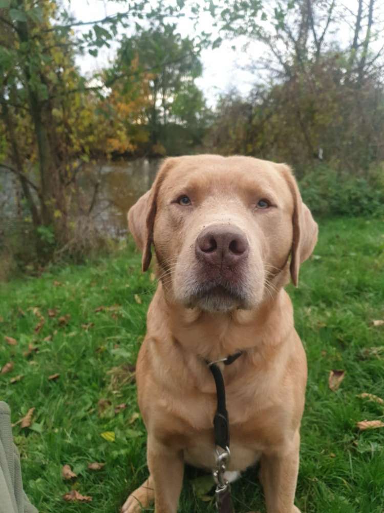 Suchmeldung-Otto-Profilbild