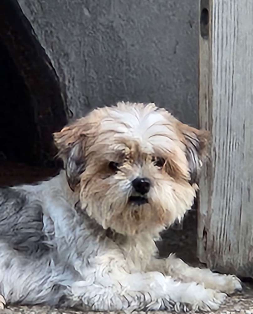 Suchmeldung-Daisy-Profilbild