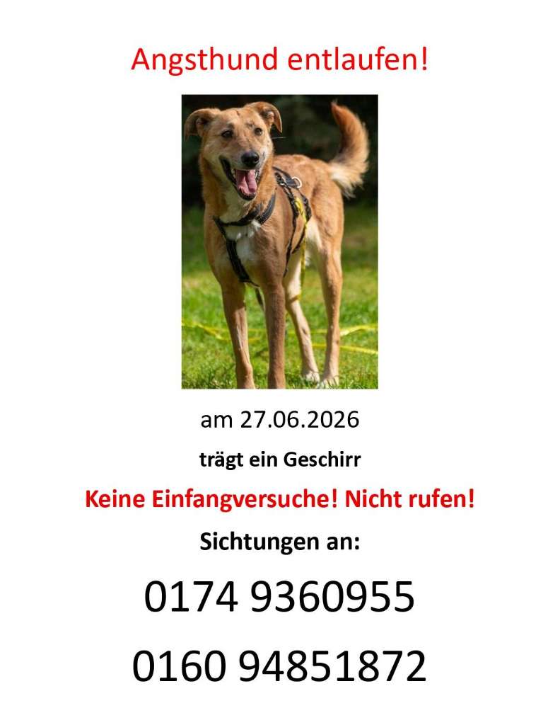 Suchmeldung-Franzi Angsthündin-Profilbild