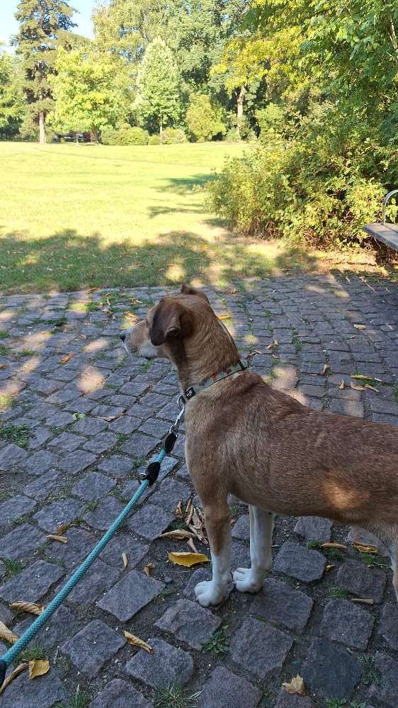 Suchmeldung-Angsthündin Tammy-Profilbild