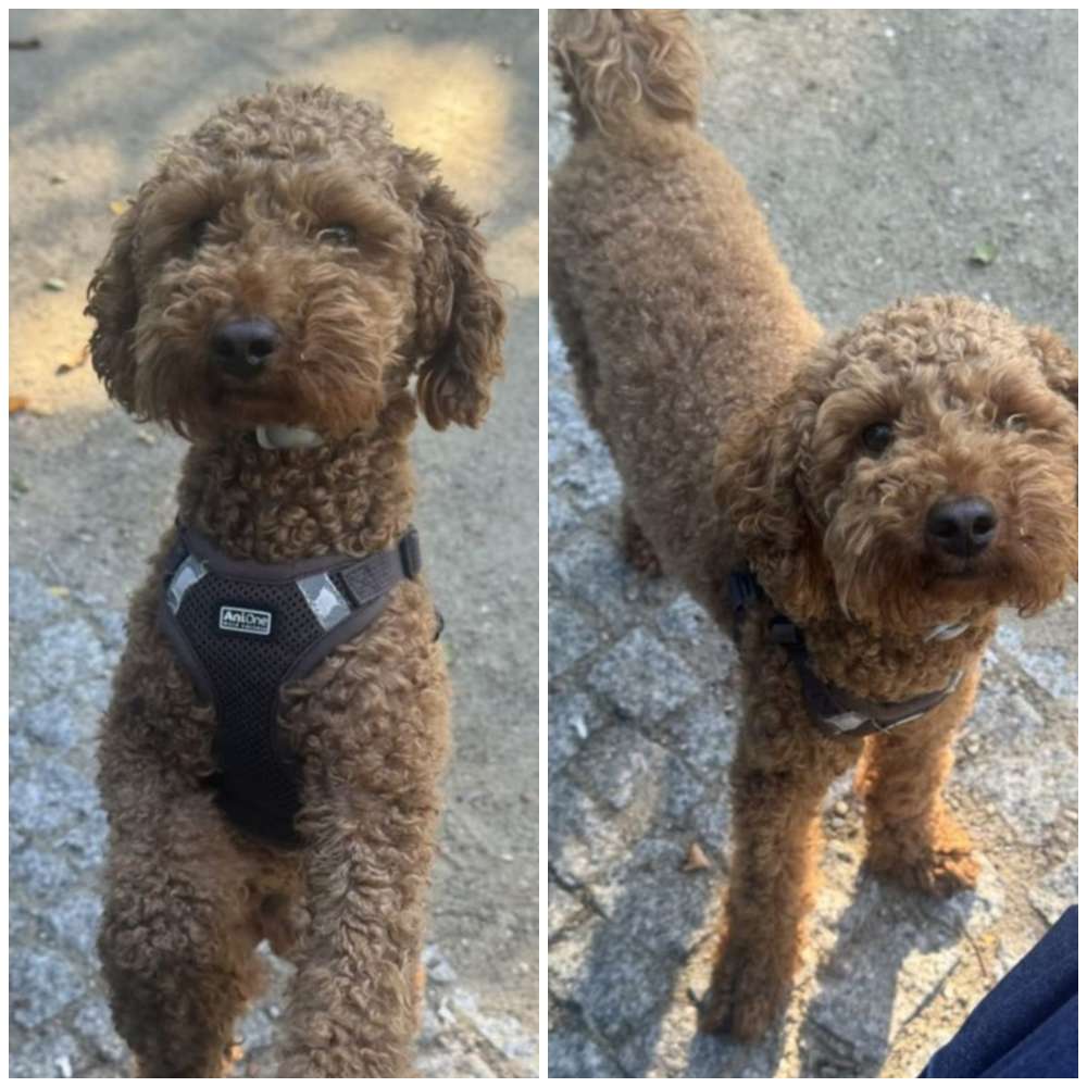 Suchmeldung-Hunde Vani-Profilbild