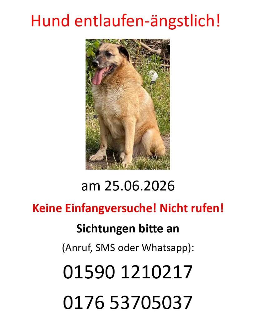 Suchmeldung-Brösel Angsthund-Profilbild
