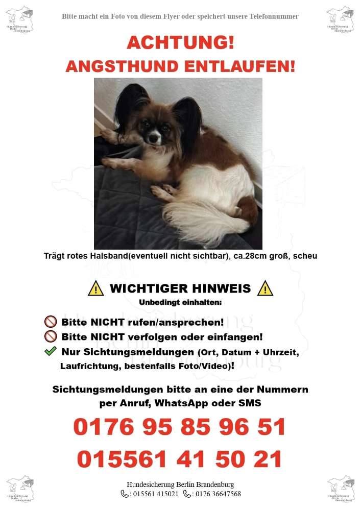 Suchmeldung-Lola (Angsthund)-Profilbild