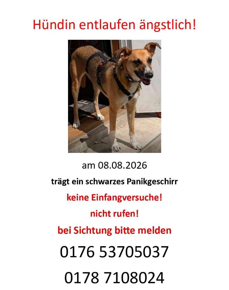 Suchmeldung-Angsthündin Lissy-Profilbild