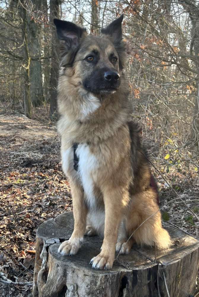 Suchmeldung-Mali Angsthündin-Profilbild
