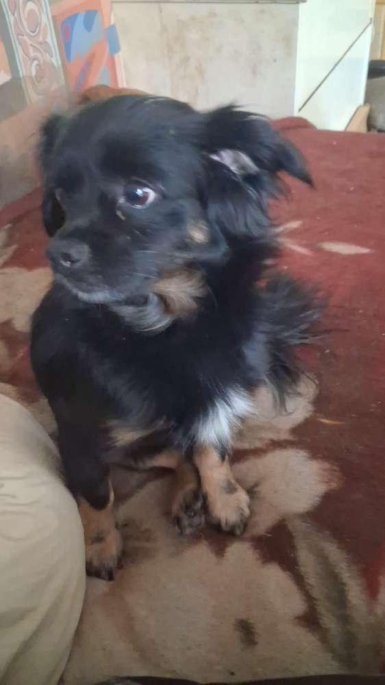 Suchmeldung-Blacky-Profilbild