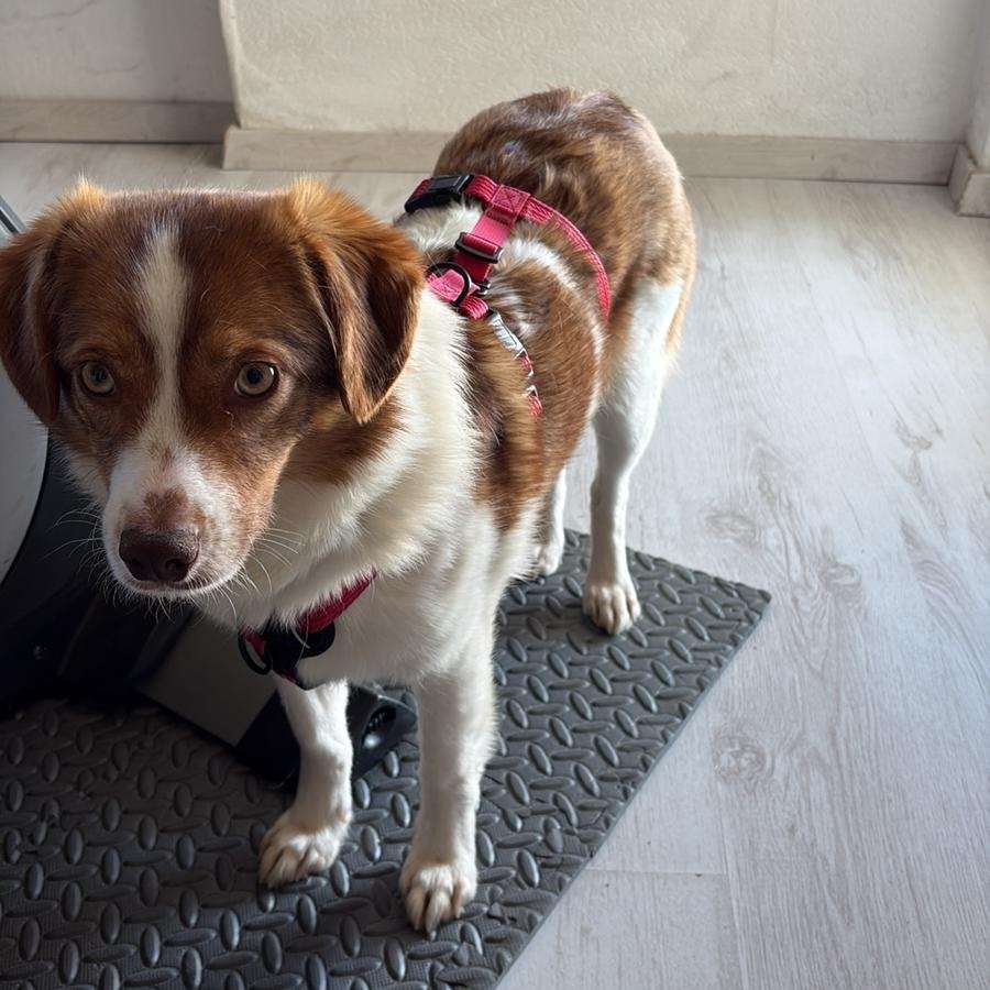 Suchmeldung-Winnie Angsthund-Profilbild