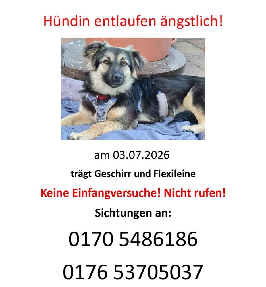 Suchmeldung-Martha Angsthund-Profilbild