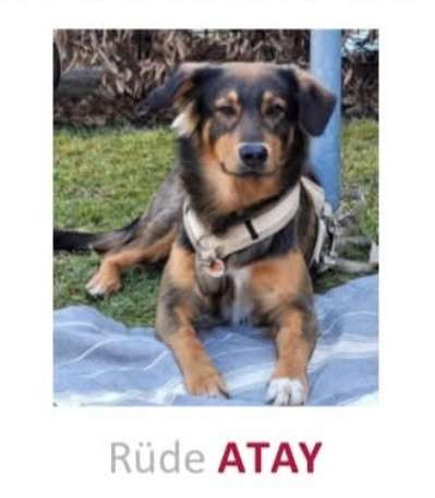 Suchmeldung-Angsthund Atay-Profilbild