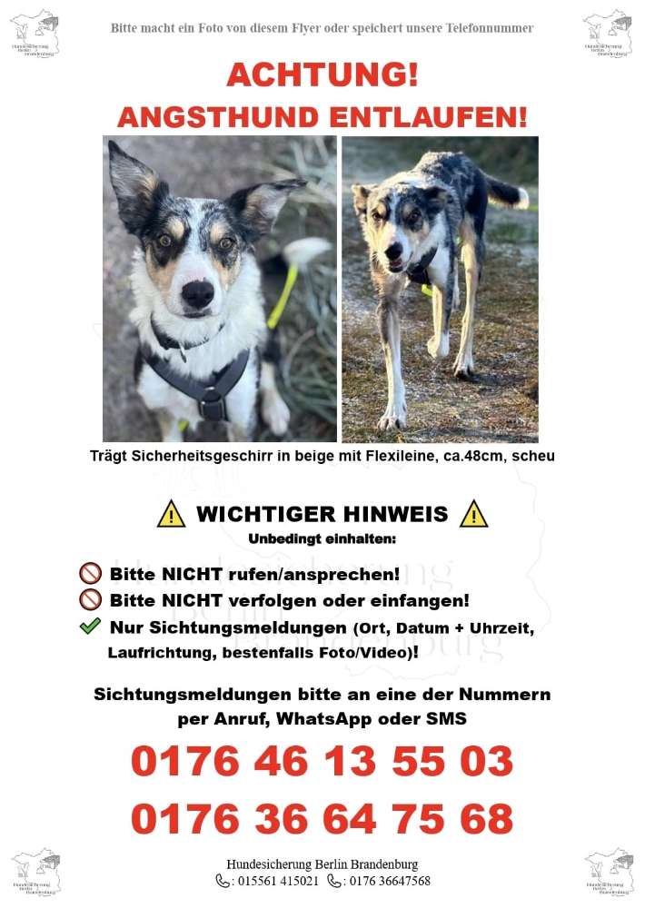 Suchmeldung-Angsthund-Profilbild