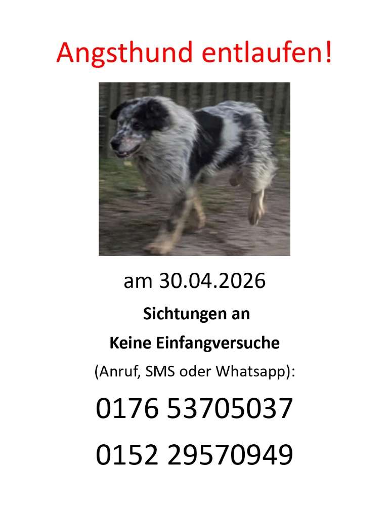 Suchmeldung-Lucie Angsthündin-Profilbild