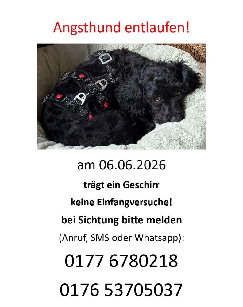Suchmeldung-Szandi Angsthündin-Profilbild