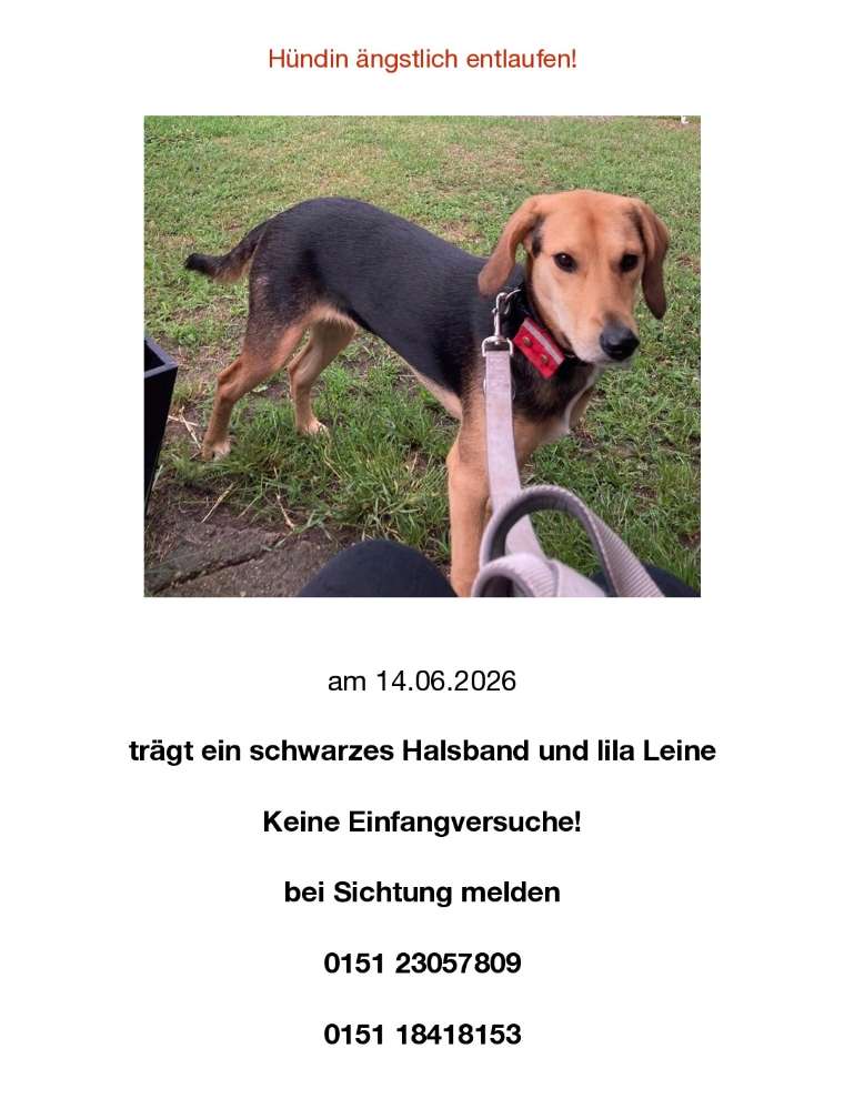 Suchmeldung-Lilly ängstlich-Profilbild