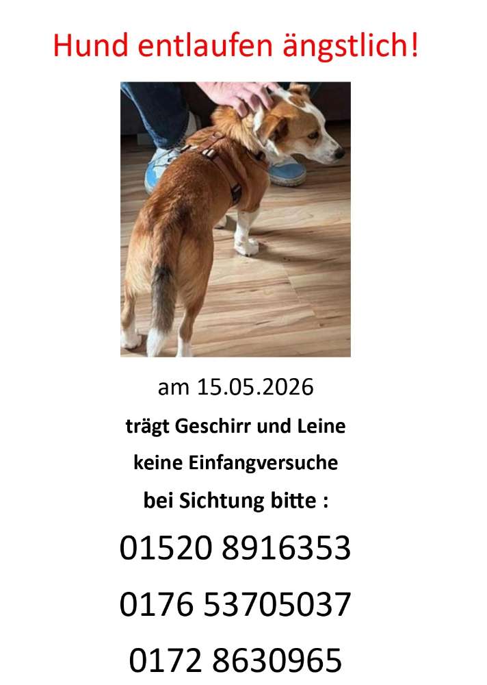 Suchmeldung-Rivi Angsthund-Profilbild
