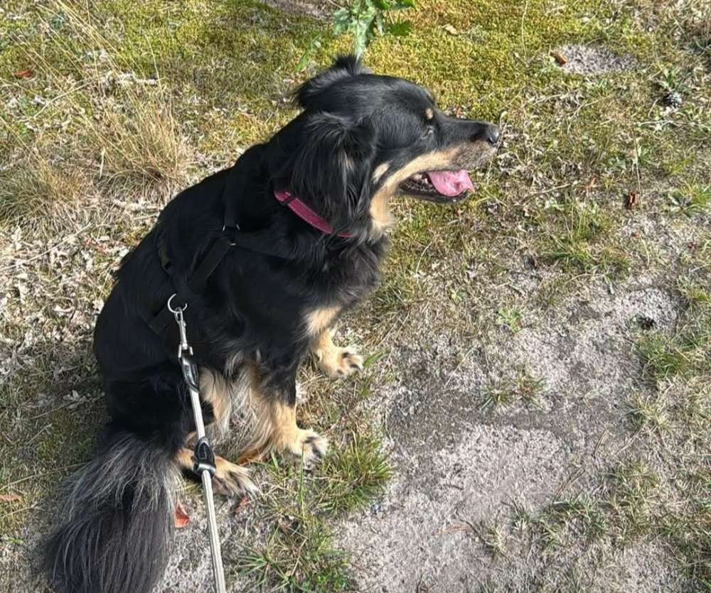 Suchmeldung-Kira ängstlich-Profilbild
