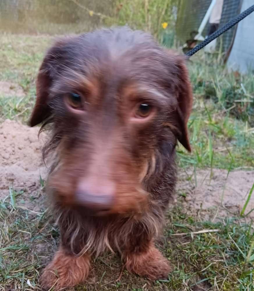 Suchmeldung-Angsthund Octavian-Profilbild
