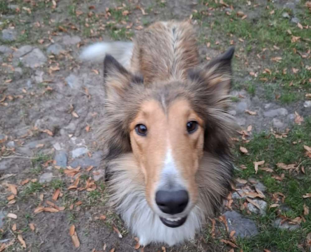 Suchmeldung-Lila-Profilbild