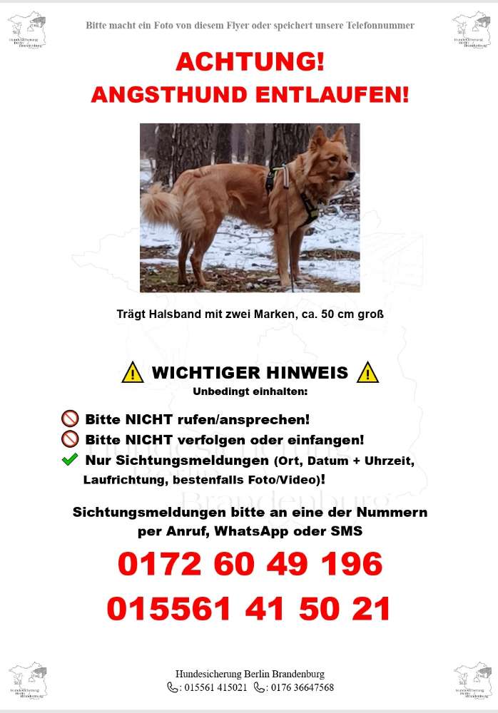 Suchmeldung-Angsthündin-Profilbild