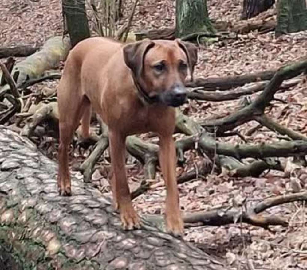 Suchmeldung-Baghira ängstlich!-Profilbild