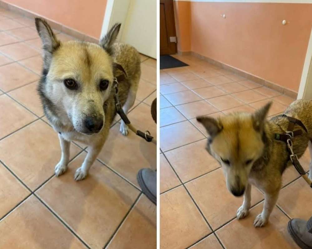 Suchmeldung-Mischling (Angsthund)-Profilbild