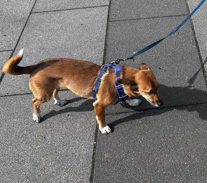 Suchmeldung-Angsthündin Nala-Profilbild