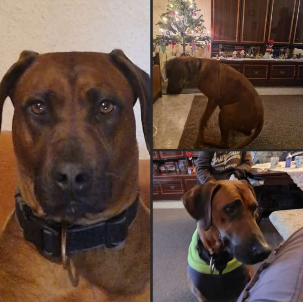 Suchmeldung-Hetty ängstlich-Profilbild