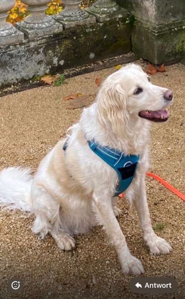 Suchmeldung-Kimon-Profilbild