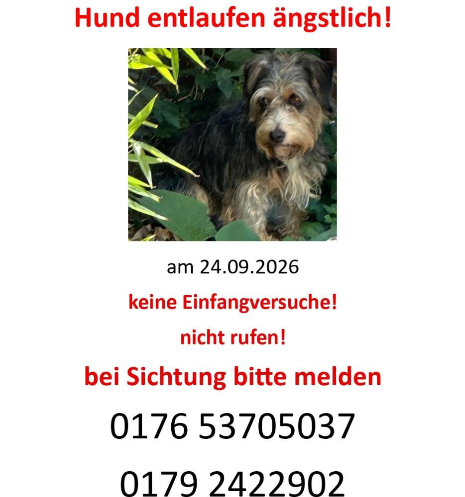 Suchmeldung-Angsthund Milky-Profilbild