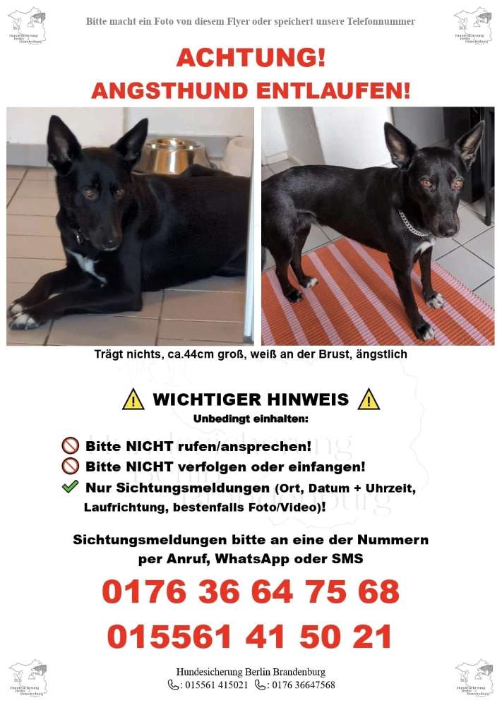 Suchmeldung-Angsthündin-Profilbild