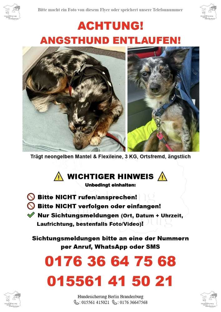 Suchmeldung-Angsthund-Profilbild