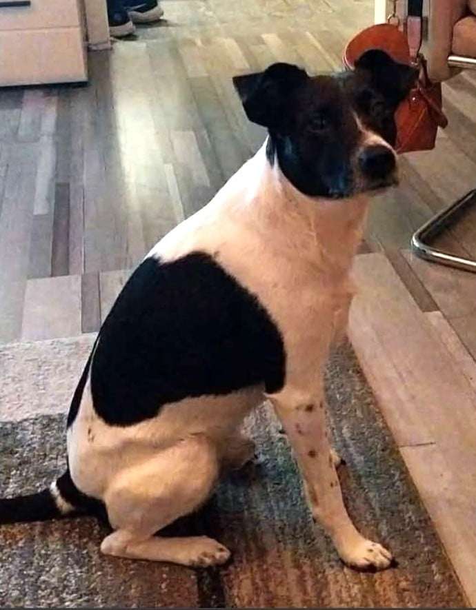 Suchmeldung-Charly-Profilbild