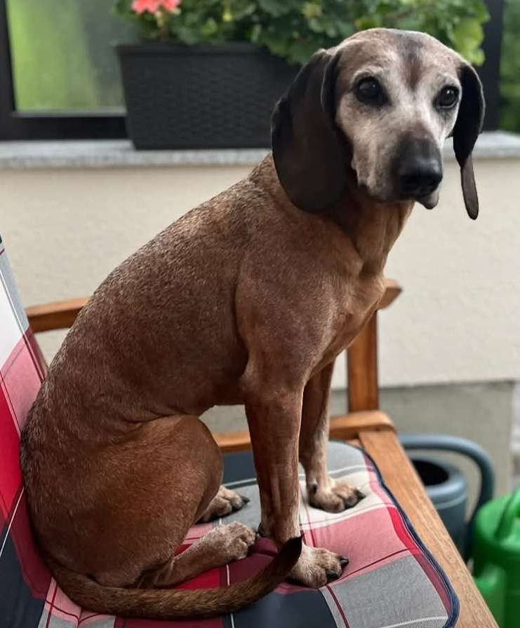 Suchmeldung-Kira Ängstlich-Profilbild
