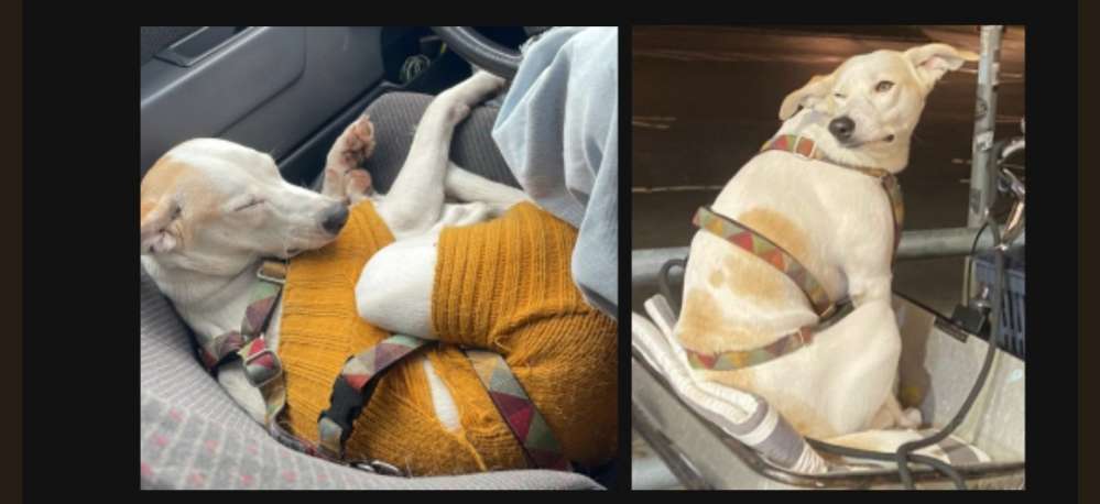 Suchmeldung-Moki-Profilbild