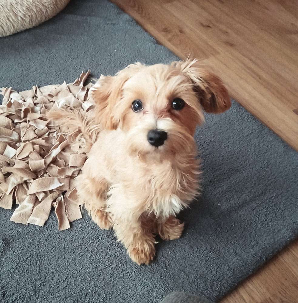 Hundetreffen-Gassirunde mit Eddy-Profilbild