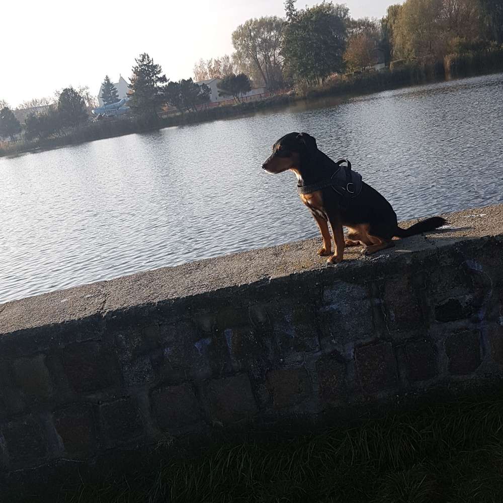 Hundetreffen-Wir freuen uns drauf neue leute und ihre Lieblinge kennenzulernen-Profilbild