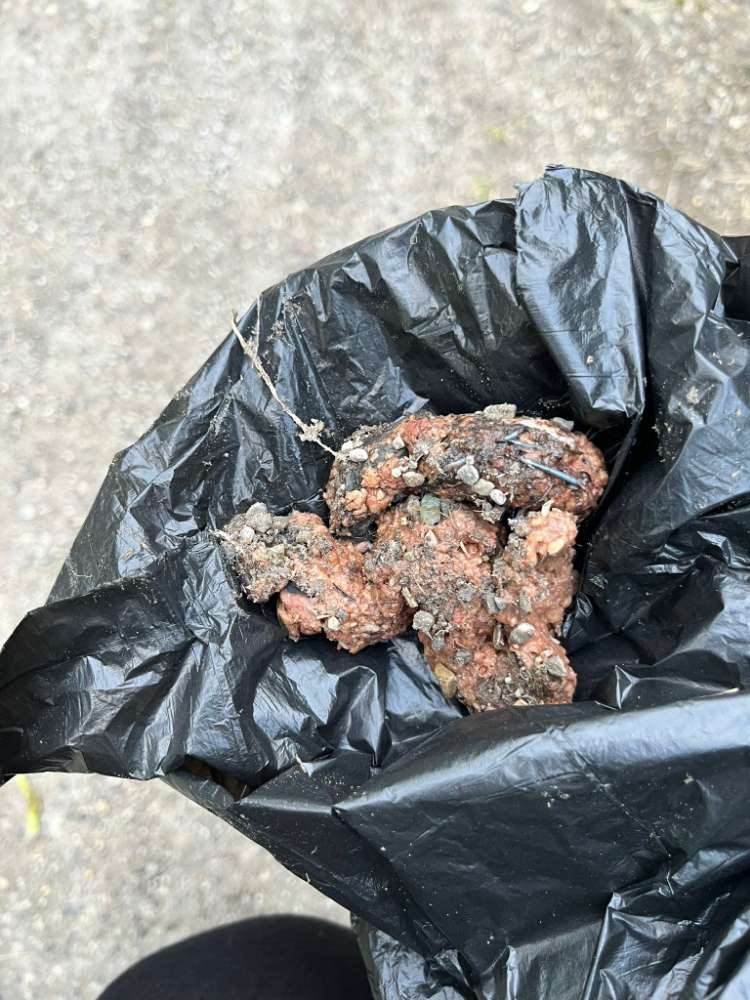 Giftköder-Giftkoeder  Entwarnung!-Profilbild