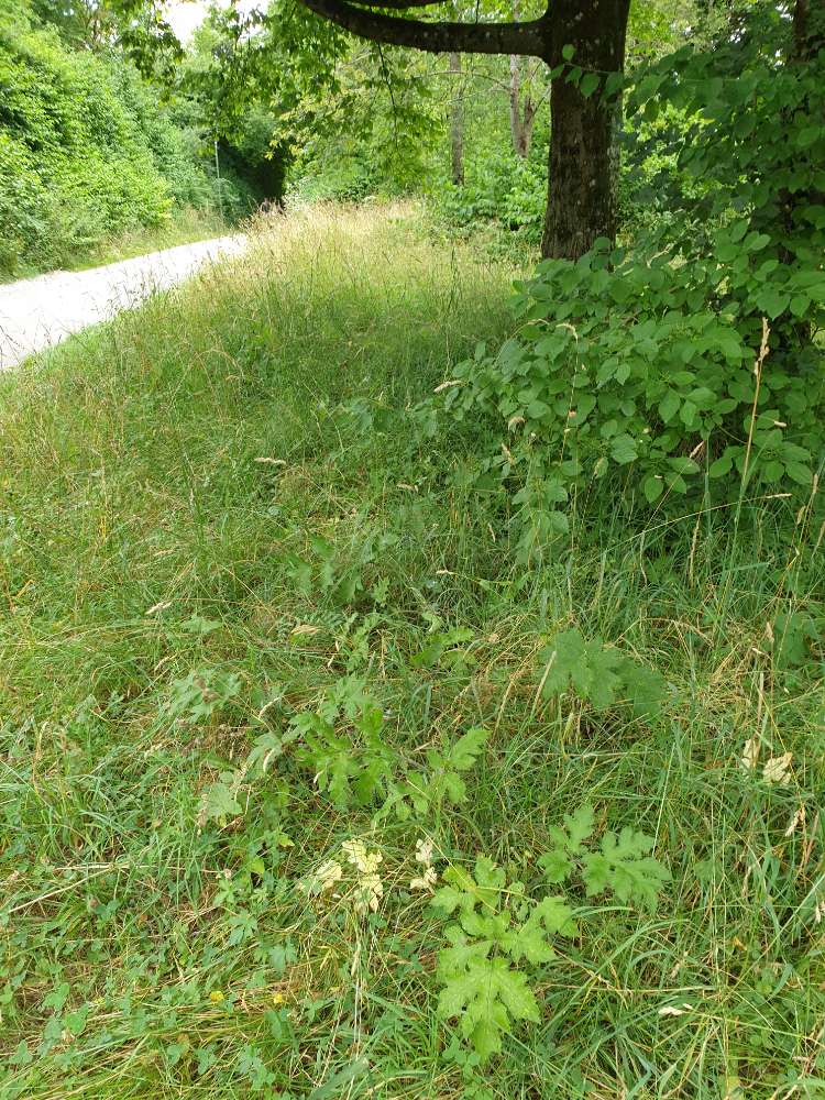 Giftköder-Riesenbärenklaue-Profilbild