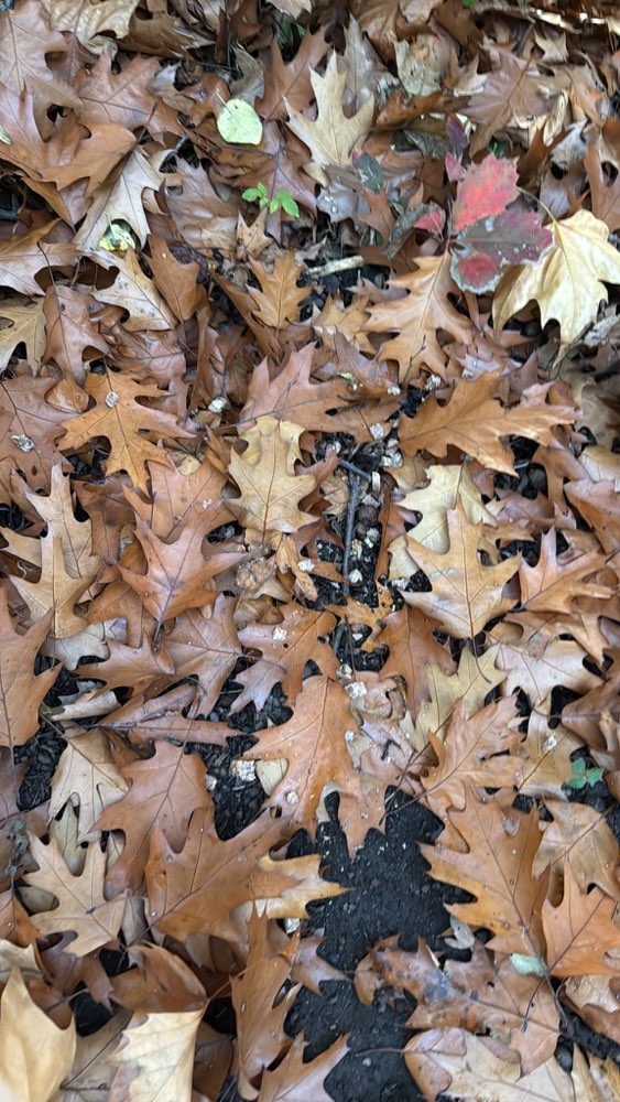 Giftköder-Möglicherweise Giftköder-Profilbild