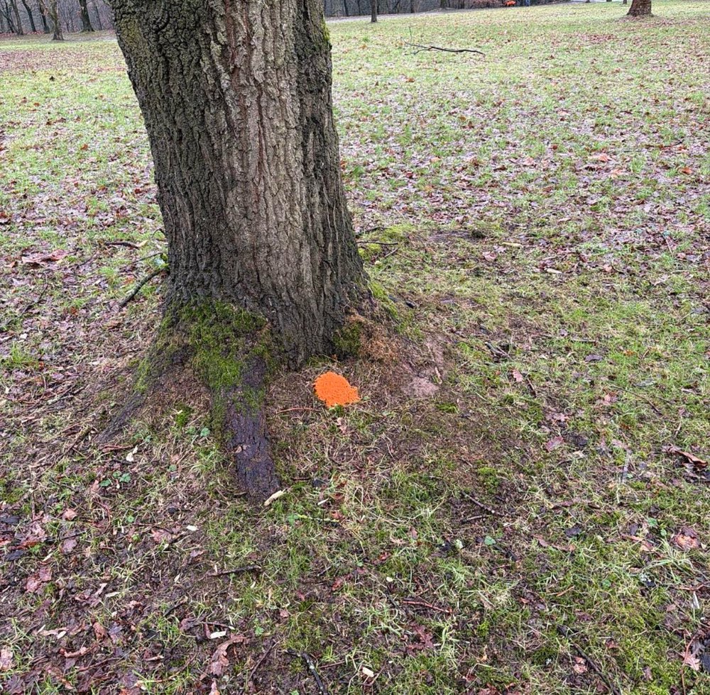 Giftköder-Rattengift-Profilbild