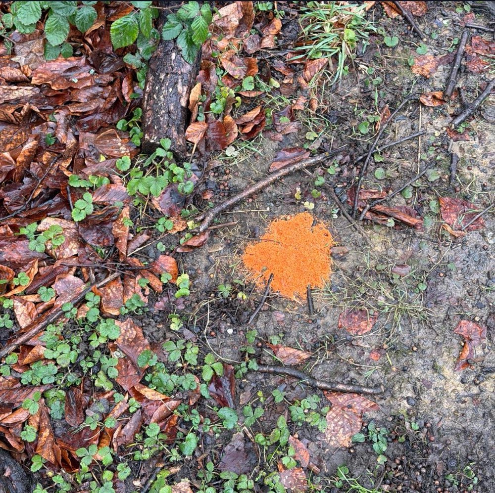 Giftköder-Rattengift am Baum-Profilbild