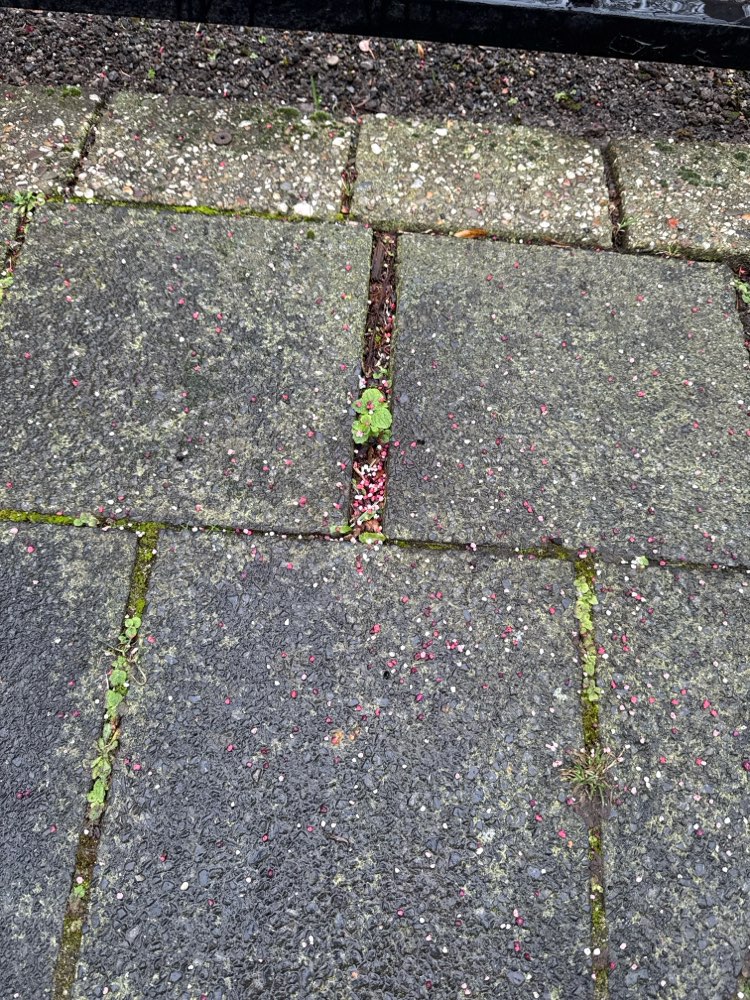 Giftköder-Rotes Granulat (vielleicht Rattengift)-Profilbild