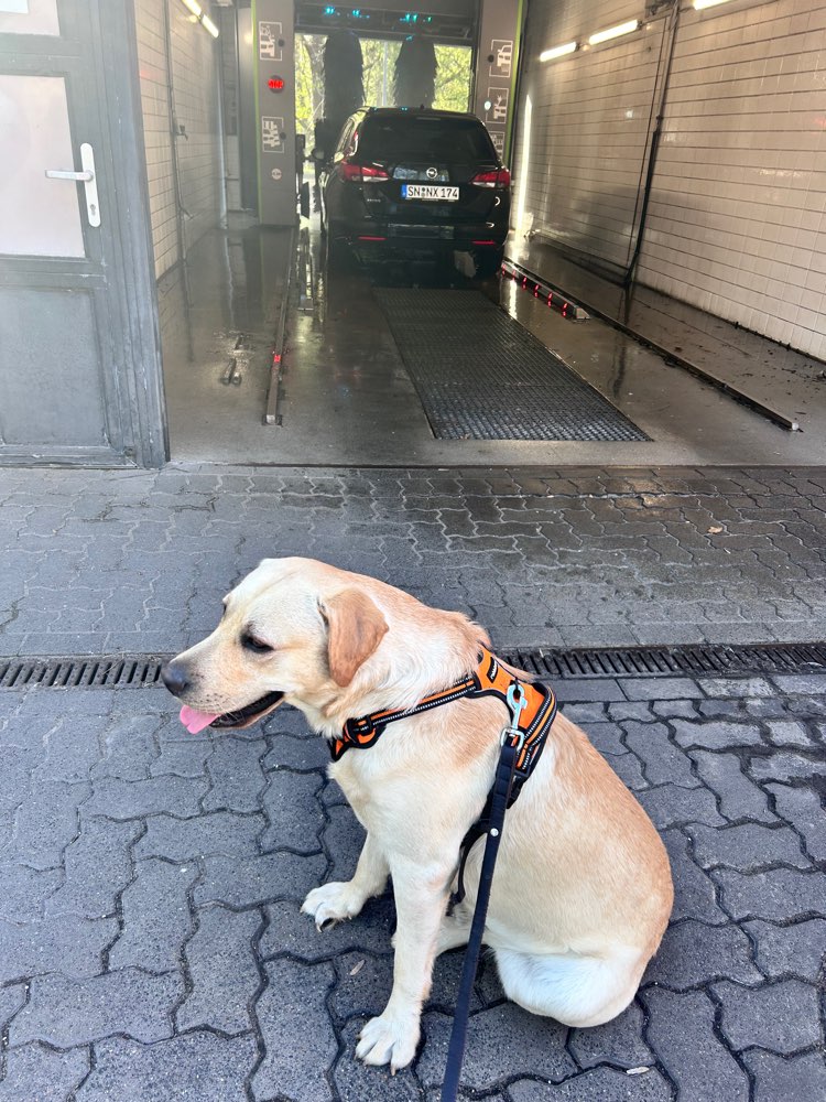 Hundetreffen-Sozialkontakt braucht noch Struktur-Profilbild