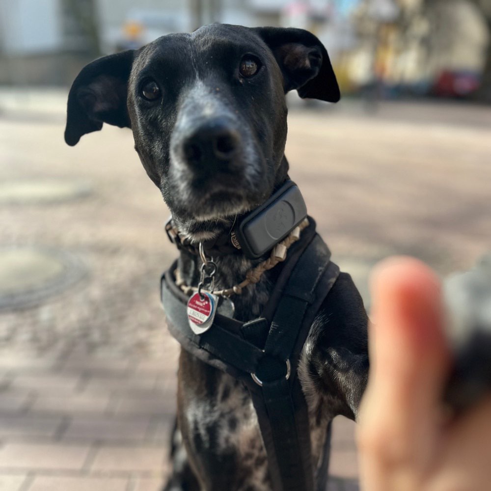 Hundetreffen-Trainingspartner:innen für Hundebegegnungen und Social Walks gesucht-Profilbild