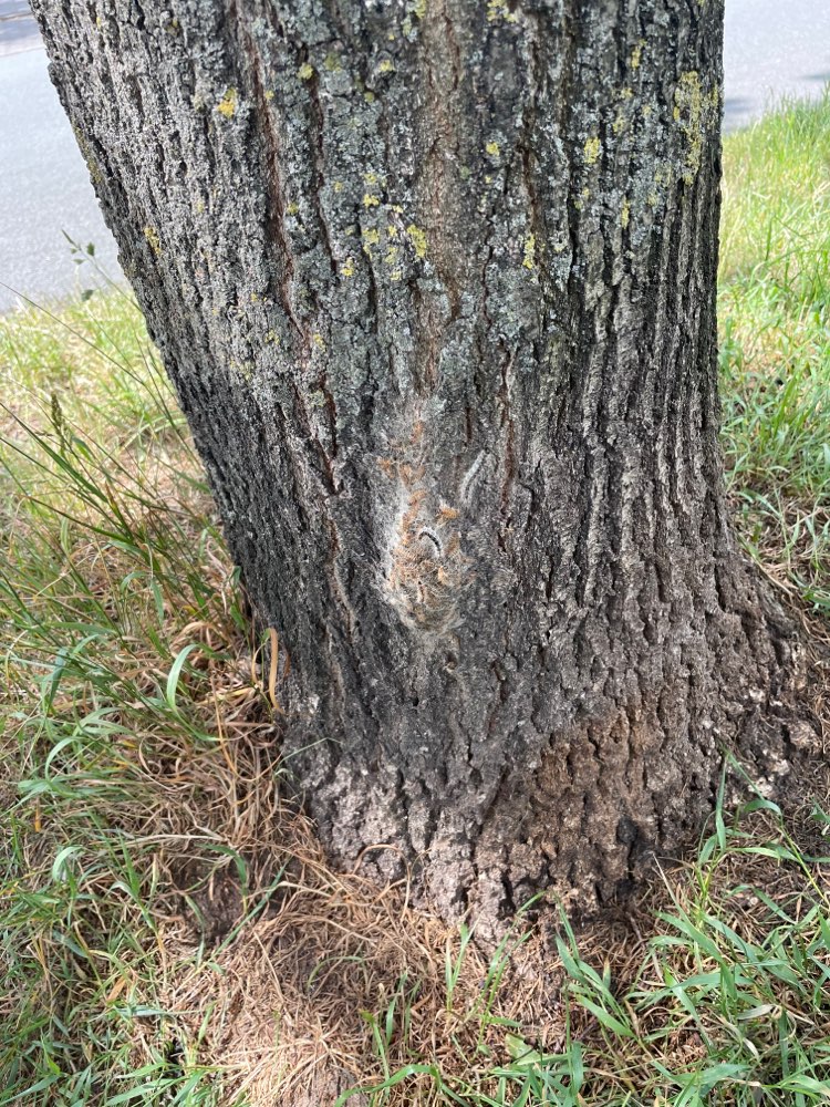 Giftköder-Eichenprozessionsspinner-Profilbild