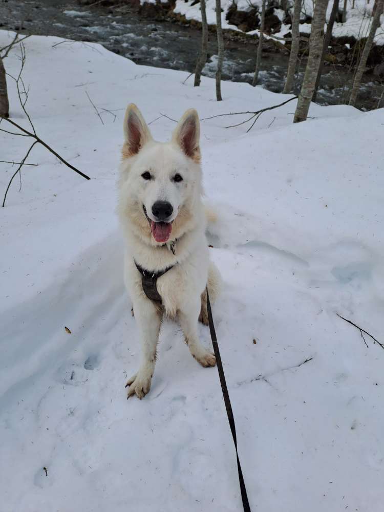 Hundetreffen-Sozial Walk-Profilbild