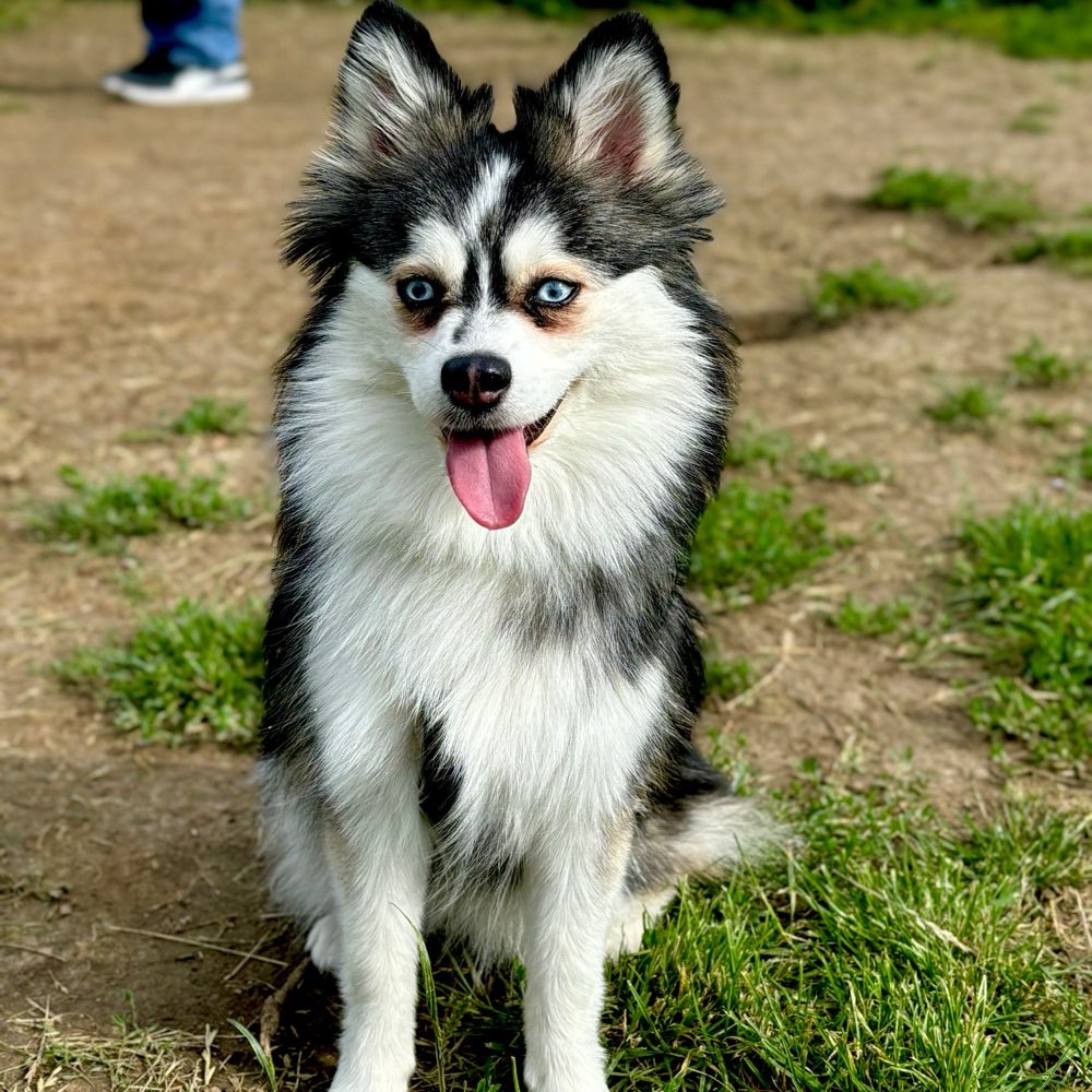 Hundetreffen-Spielen und Spazieren gehen 🐕🐕🌳🌾-Profilbild