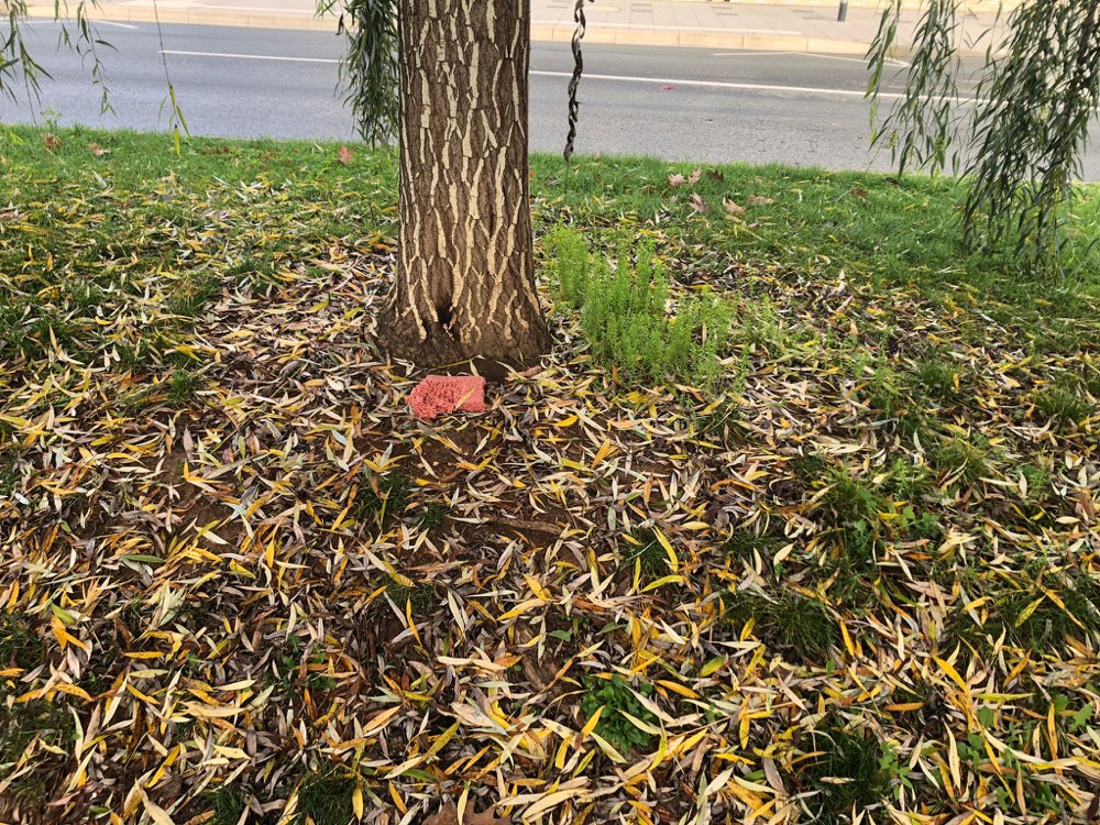 Giftköder-Offenes Hackfleisch-Profilbild